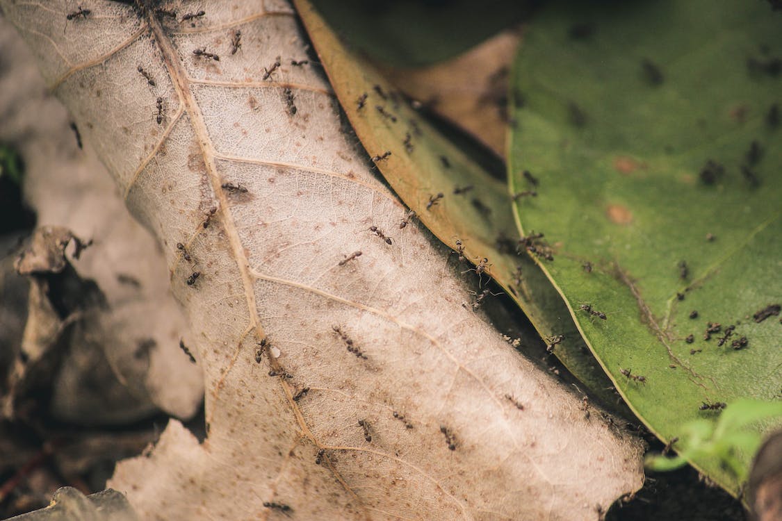 Ants 