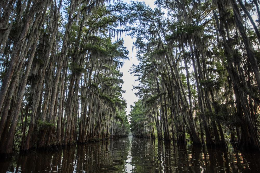 Long corridor through the trees, Caddo Lake, Texas