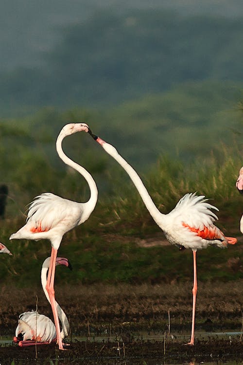 Flamingos 