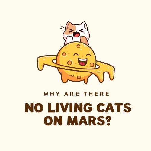 Why Are There No Living Cats on Mars