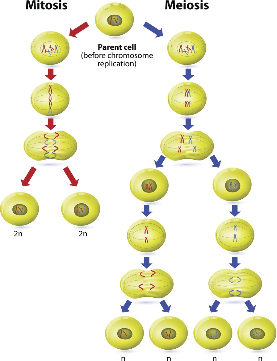 Why Do Some Species Employ Both Mitosis and Meiosis? photo 0