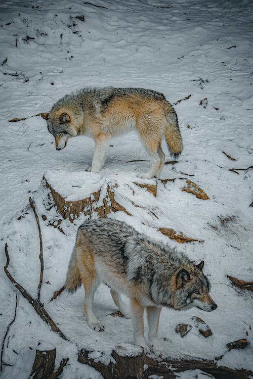 Why Do Wolves Howl? image 0