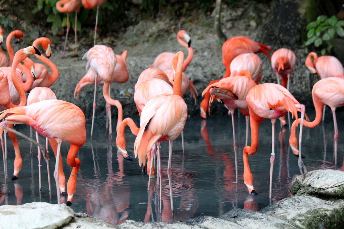 Why Do Flamingos Stand on One Leg? image 0