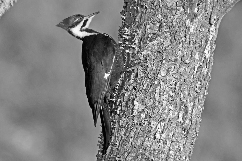 Why do Woodpeckers peck? photo 0