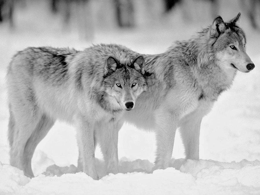 Why Do Wolves Howl? image 1