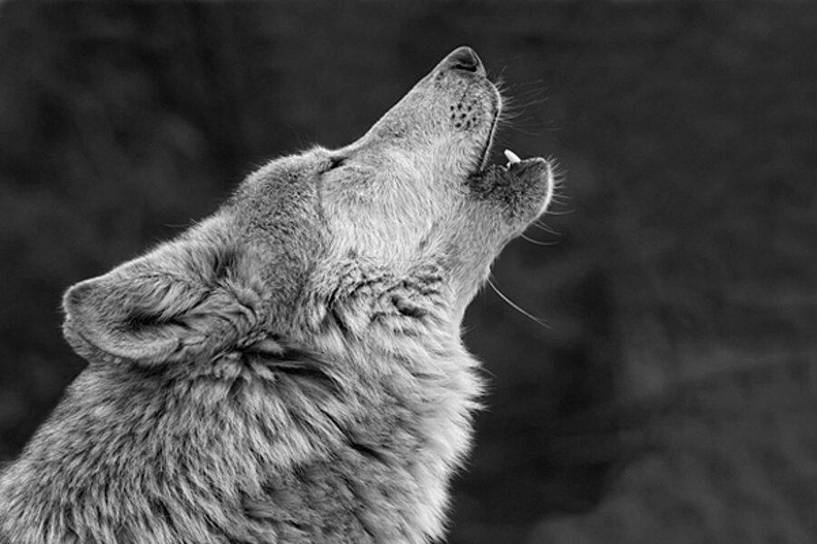 Why Do Wolves Howl? image 2