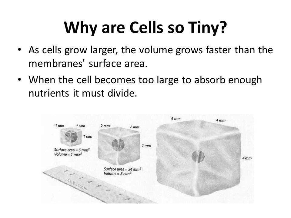 Why is Cell So Tiny? photo 1
