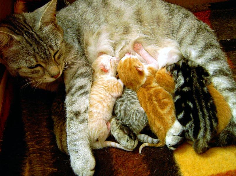 Charline the cat and her kittens