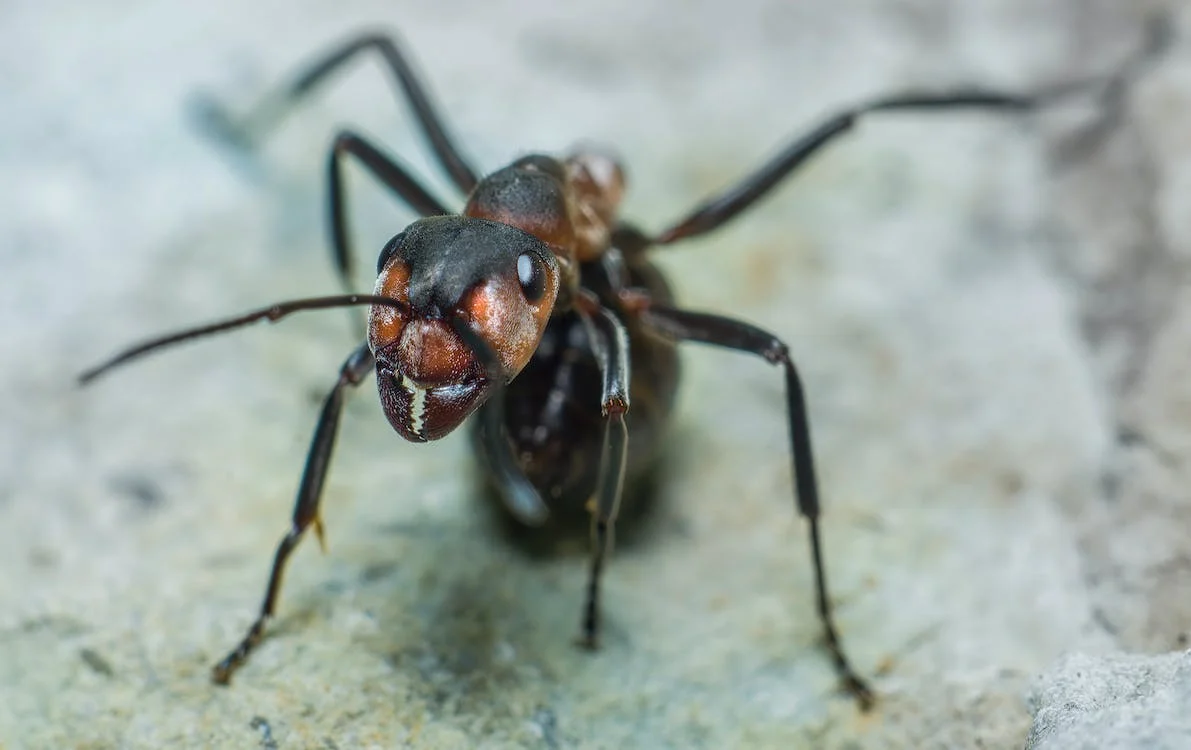 Ant biting